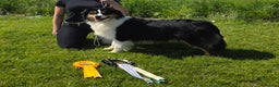 Australian Shepherd dogs for stud: Proven Australian Shepherd Stud - Advert 10