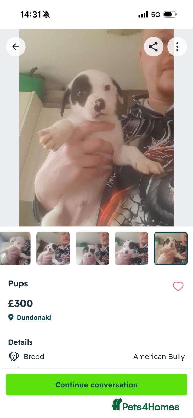 Mixed Breed dogs Looking good homes  - Advert 1