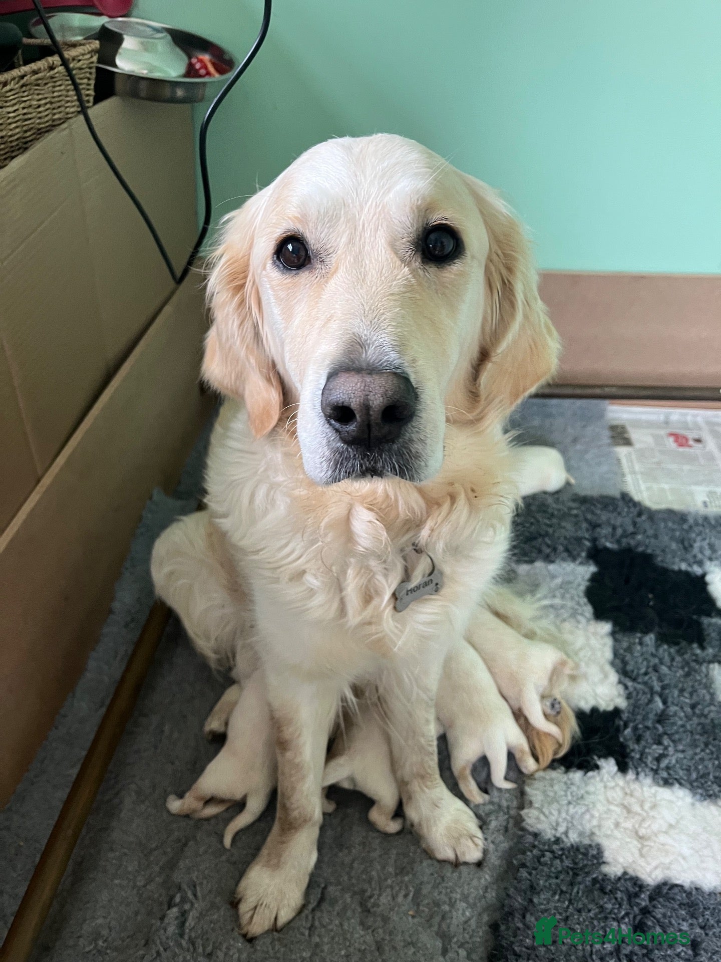 Golden Retriever dogs Beautiful KC registered Golden Retrievers - Advert 17