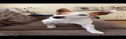 Jack Russell dogs for sale: Jack Russell Male  in Holyhead - Advert 1