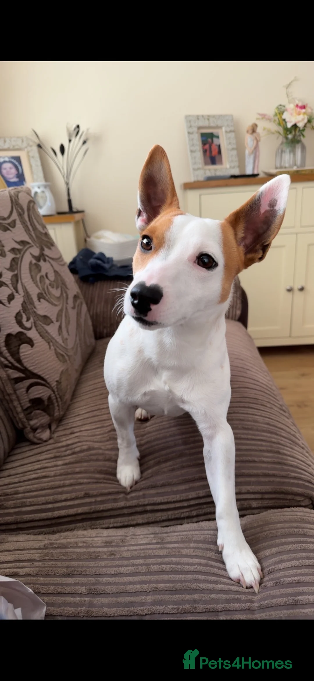 Jack Russell dogs for sale: Jack Russell Male  in Holyhead - Advert 1