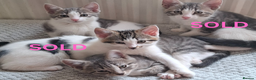 Mixed Breed cats for sale: 2 Girl Kittens - Advert 1