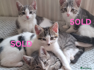 Mixed Breed cats 2 Girl Kittens - Advert 1