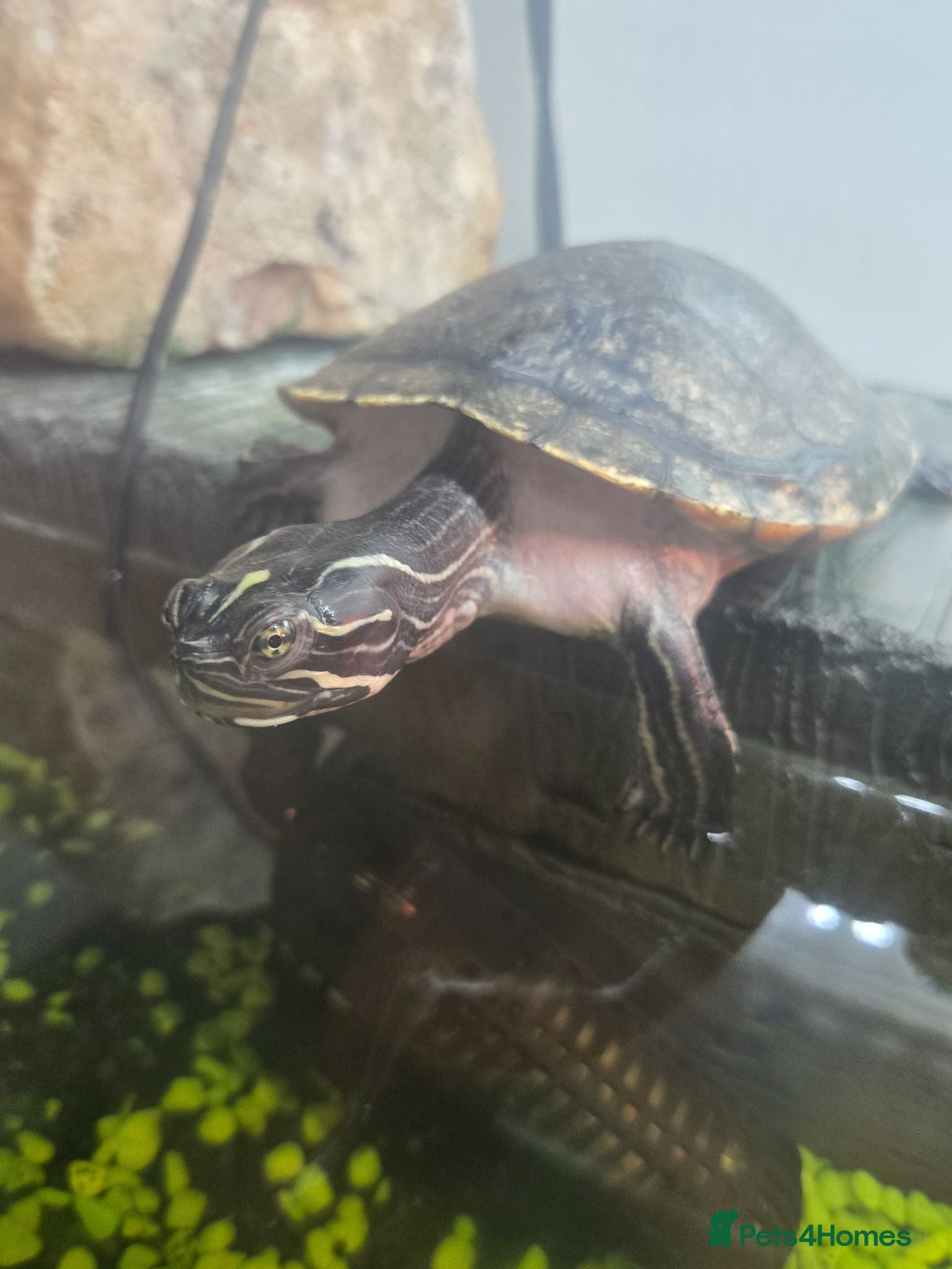 Terrapin reptiles Alan the terrapin  - Advert 2