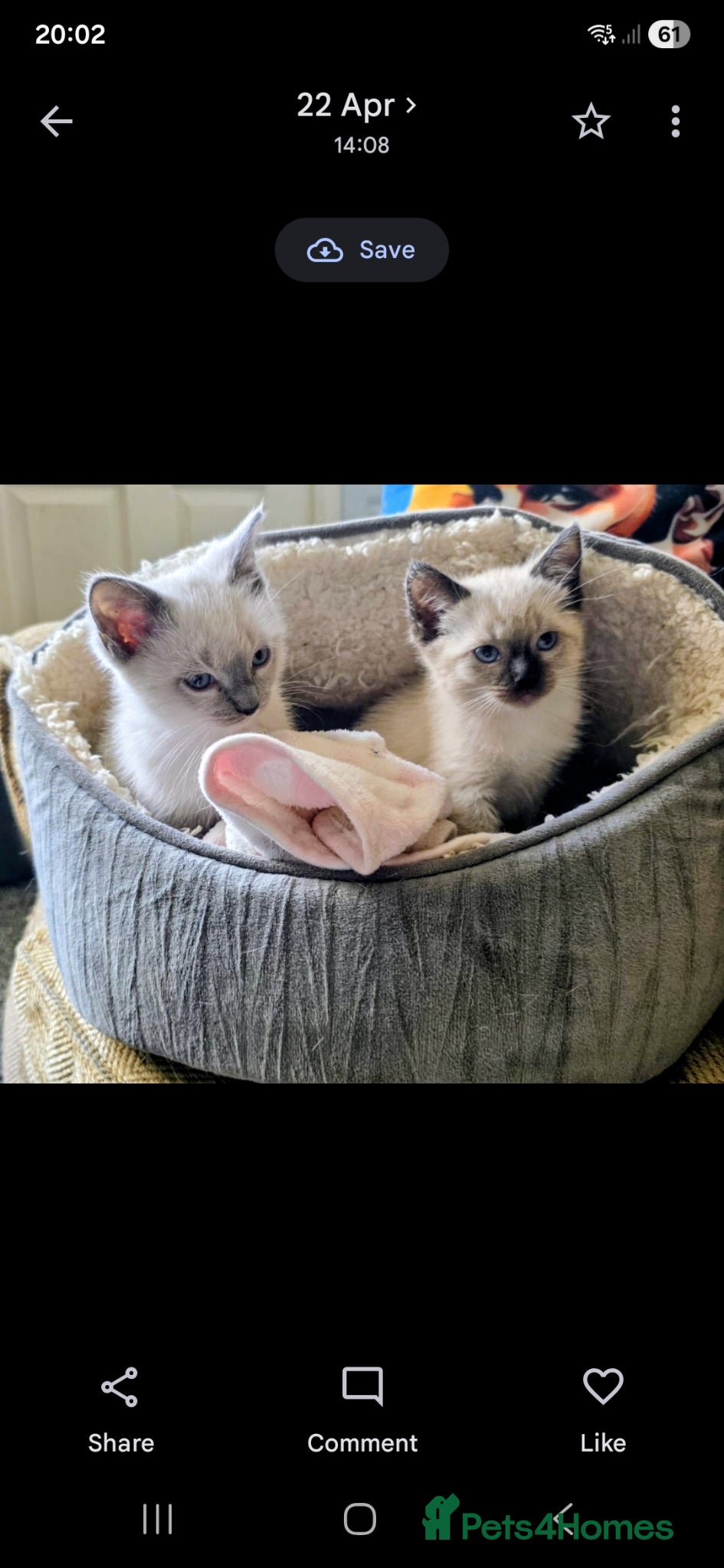 Ragdoll cats Ragdoll siblings - Advert 2