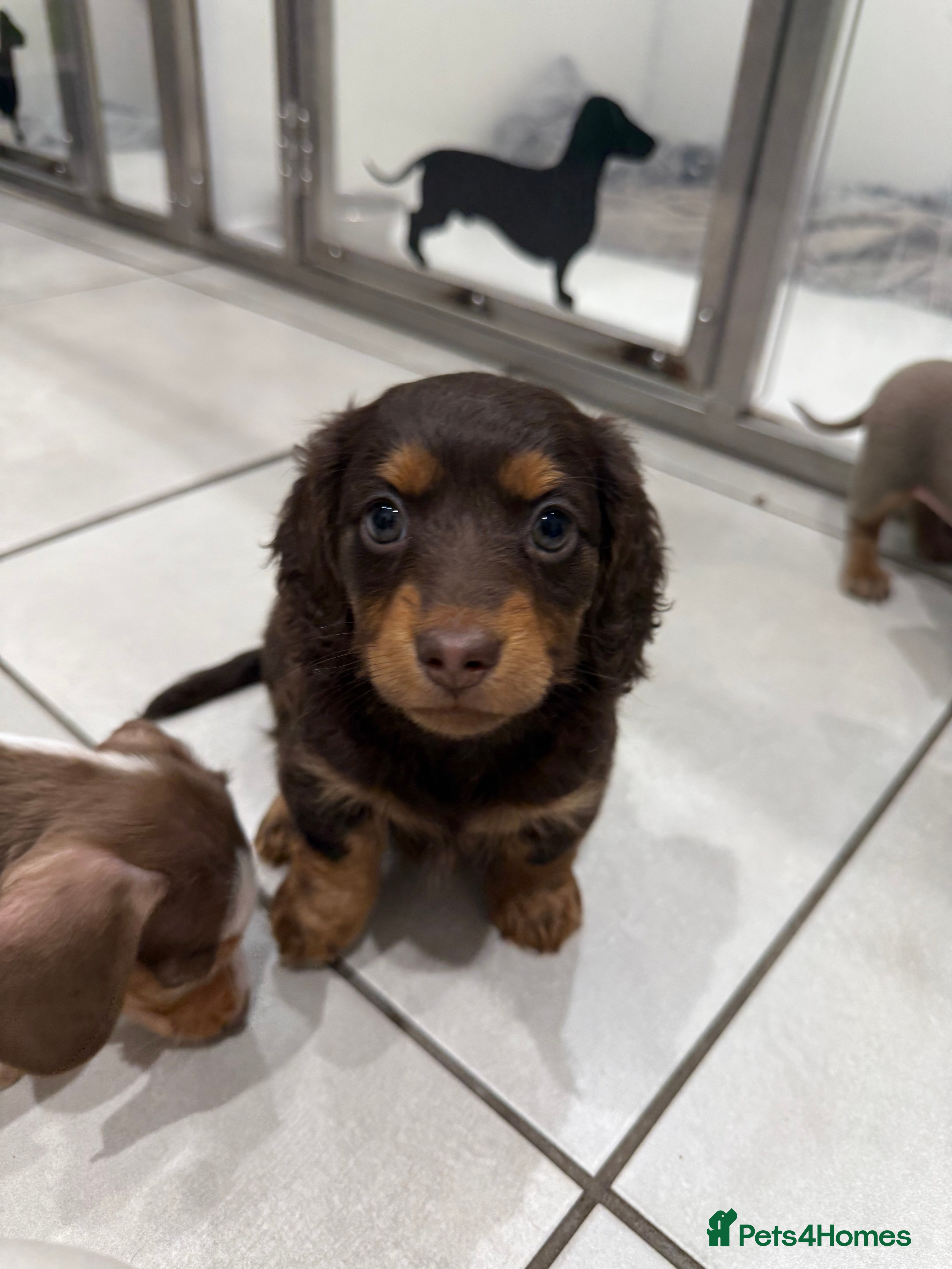 Miniature Dachshund dogs 1 AMAZING LONG HAIR GIRL LEFT! Ready NOW - Advert 5