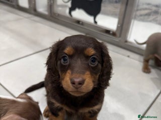 Miniature Dachshund dogs 1 AMAZING LONG HAIR GIRL LEFT! Ready NOW - Advert 13
