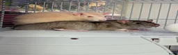 Rat rodents for sale: 2 Male Rats. One is Albino.  - Advert 2