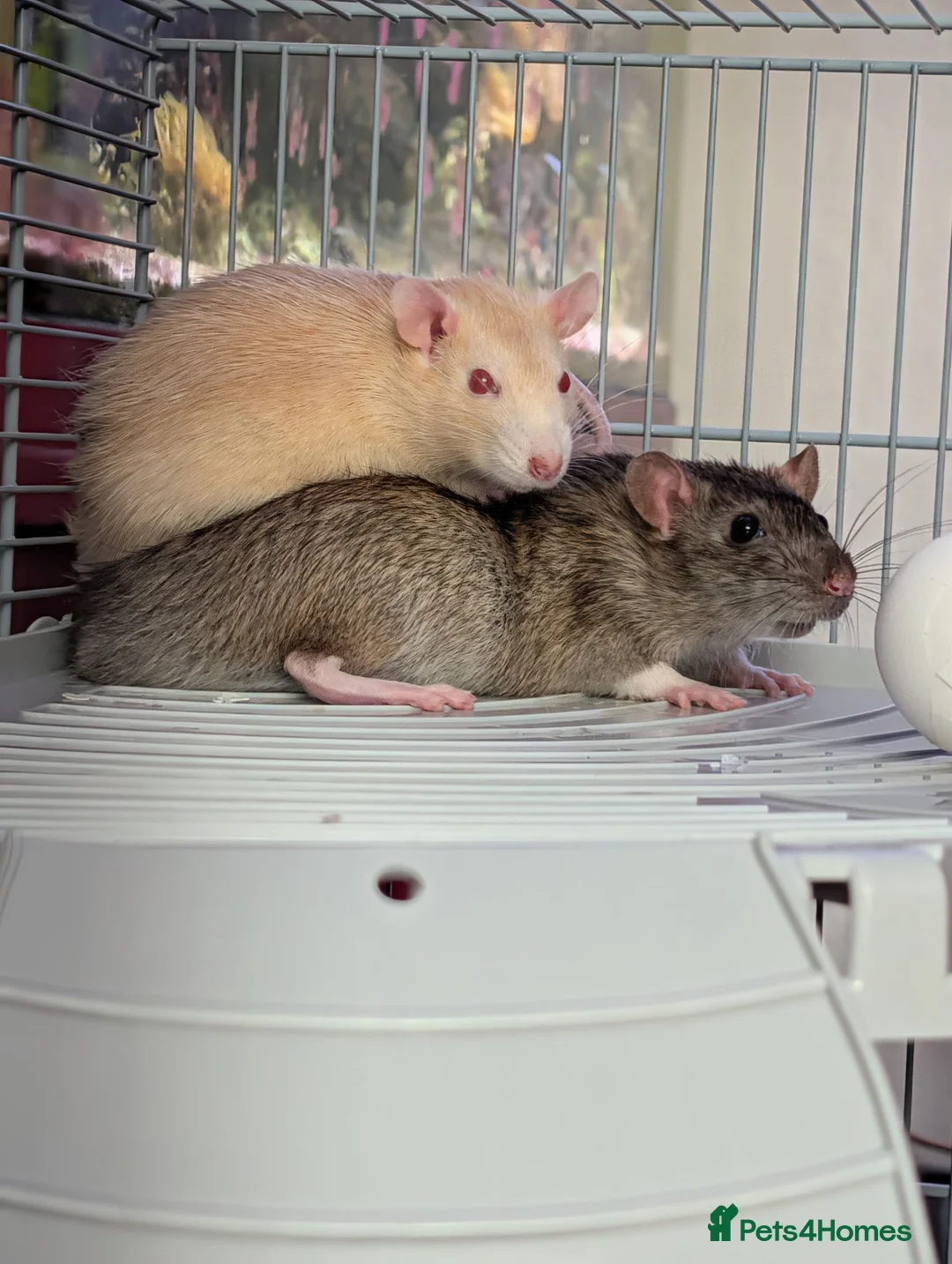Rat rodents for sale: 2 Male Rats. One is Albino.  - Advert 2