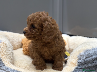 Cavapoo dogs Cavapoo pups - Advert 2