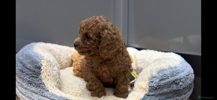 Cavapoo dogs Cavapoo pups - Advert 5