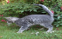 Savannah cats for sale: Stunning Savannahx Maine coons - Image 29
