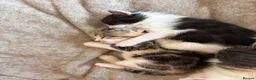 Domestic Shorthair cats for sale: 4 Female kitten  - Advert 6
