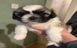 Shih Tzu dogs for sale: Beautiful Shitzu puppies  - Image 6