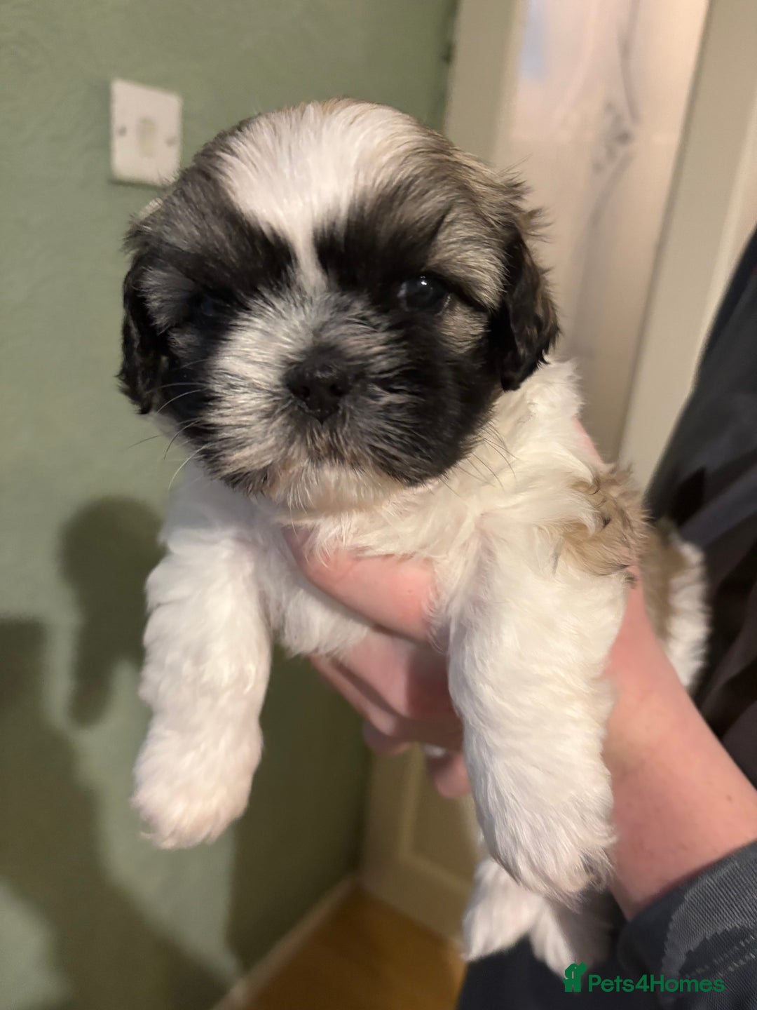Shih Tzu dogs for sale: Beautiful Shitzu puppies  - Image 6