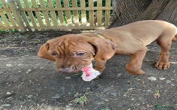 Hungarian Vizsla dogs for sale: Exceptional KC registered Hungarian Vizsla Litter - Image 25