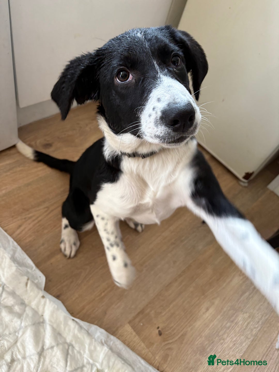 Sprollie dogs for sale: 4month old Sprollie  - Image 1