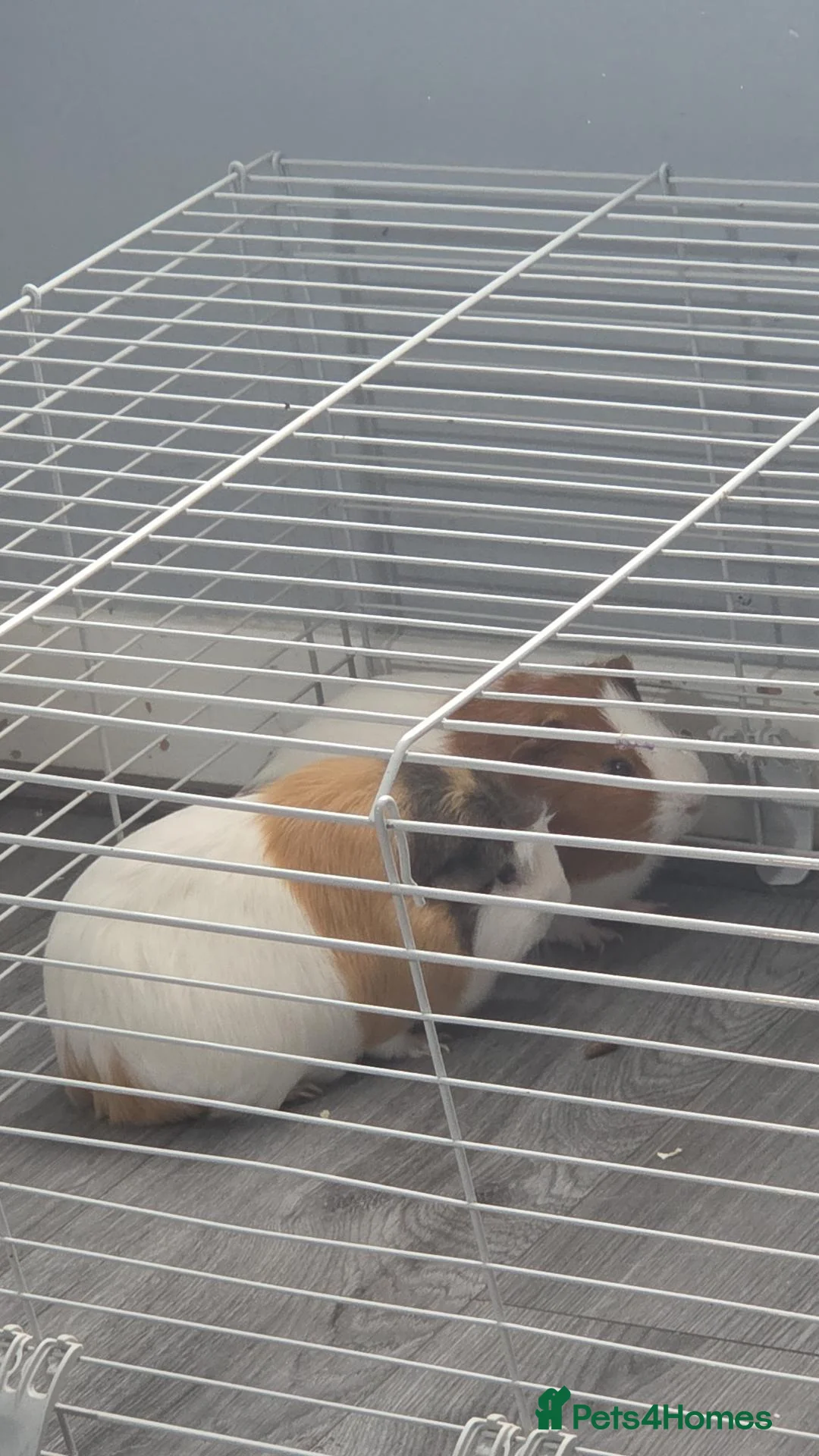 Guinea Pig rodents for sale: Boy piggies  - Advert 2