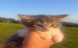 Mixed Breed cats for sale: Beautiful kittens looking for forever homes!! - Image 2