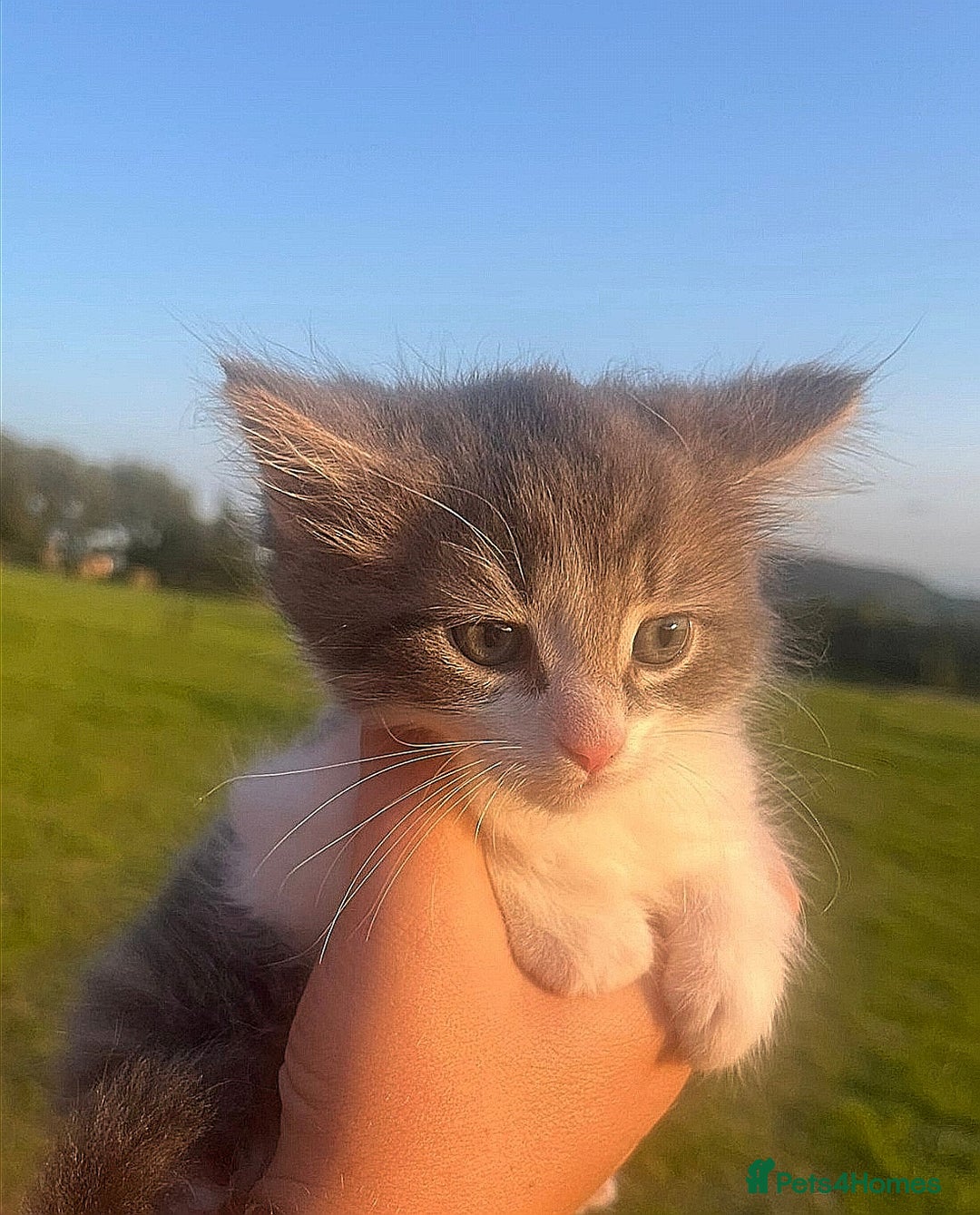 Mixed Breed cats for sale: Beautiful kittens looking for forever homes!! - Image 2