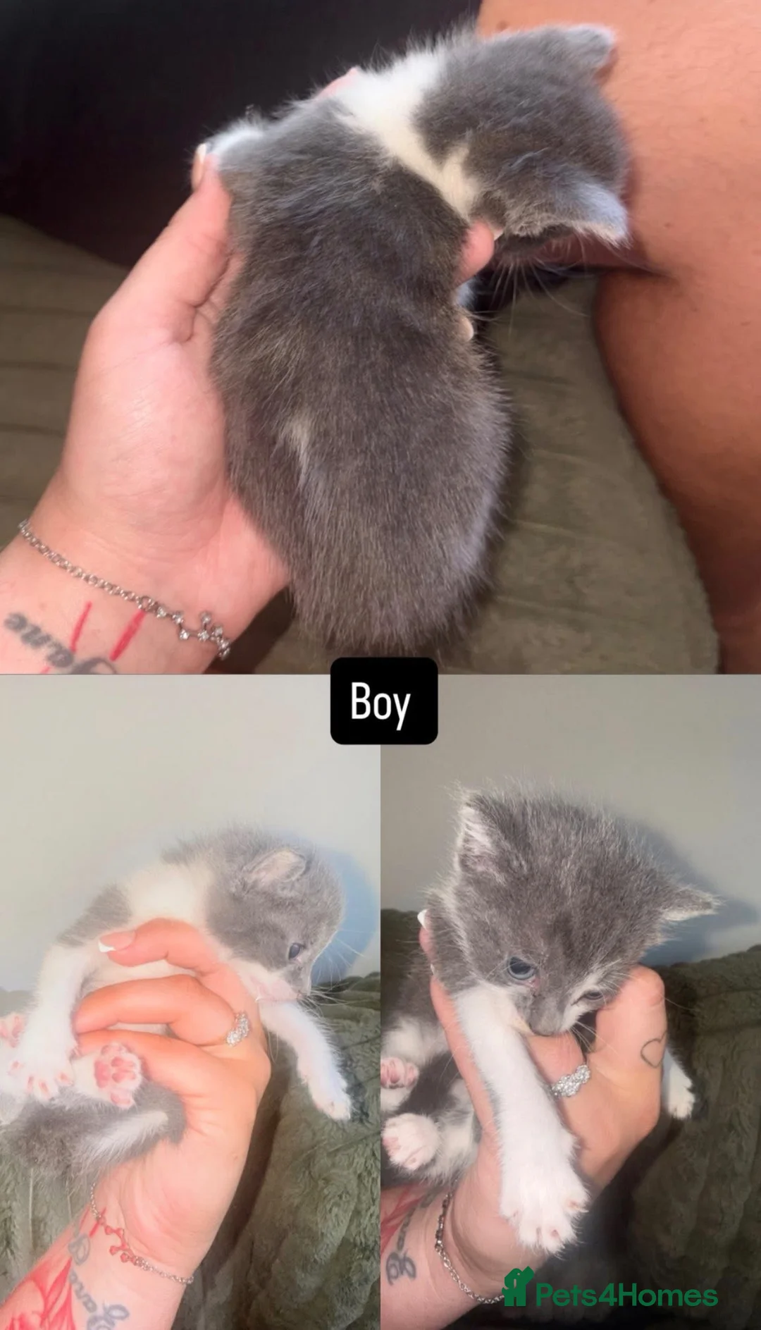 Mixed Breed cats for sale: Grey & white beautiful kitten - Advert 2