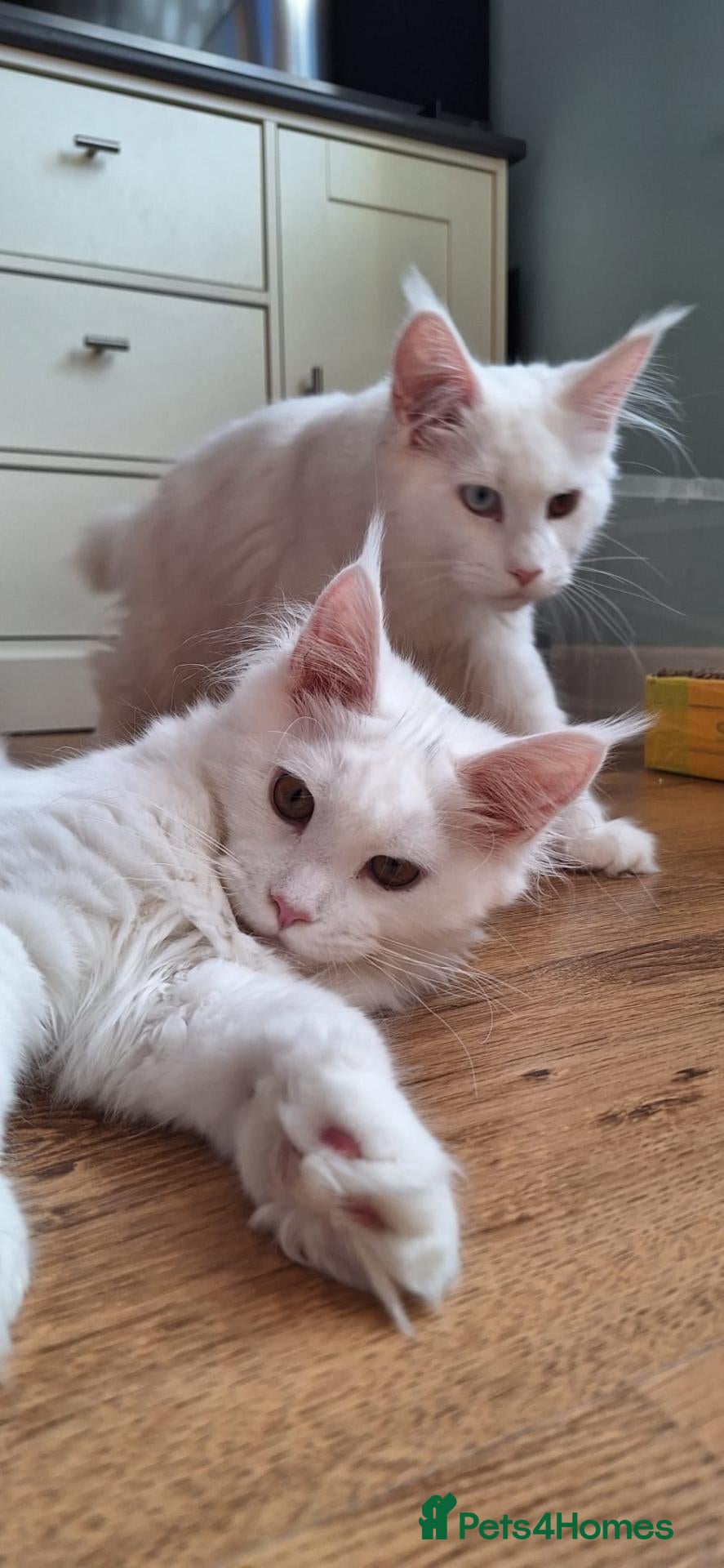 Maine Coon cats Pure bred Maine Coon Kittens GCCF/full pedigree - Advert 4
