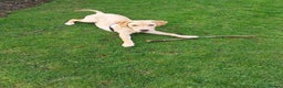 Labrador Retriever dogs for sale: Red fox/fawn Labrador 7 month old  - Advert 2