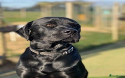 Mixed Breed dogs for sale: Staffordshire Labrador Cross - Image 5