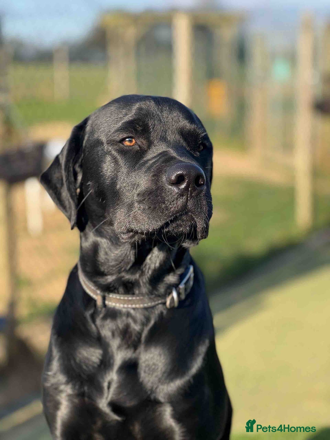 Mixed Breed dogs for sale: Staffordshire Labrador Cross - Image 5