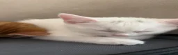 Mixed Breed cats for sale: Four Beautiful Kittens for sales  - Advert 8