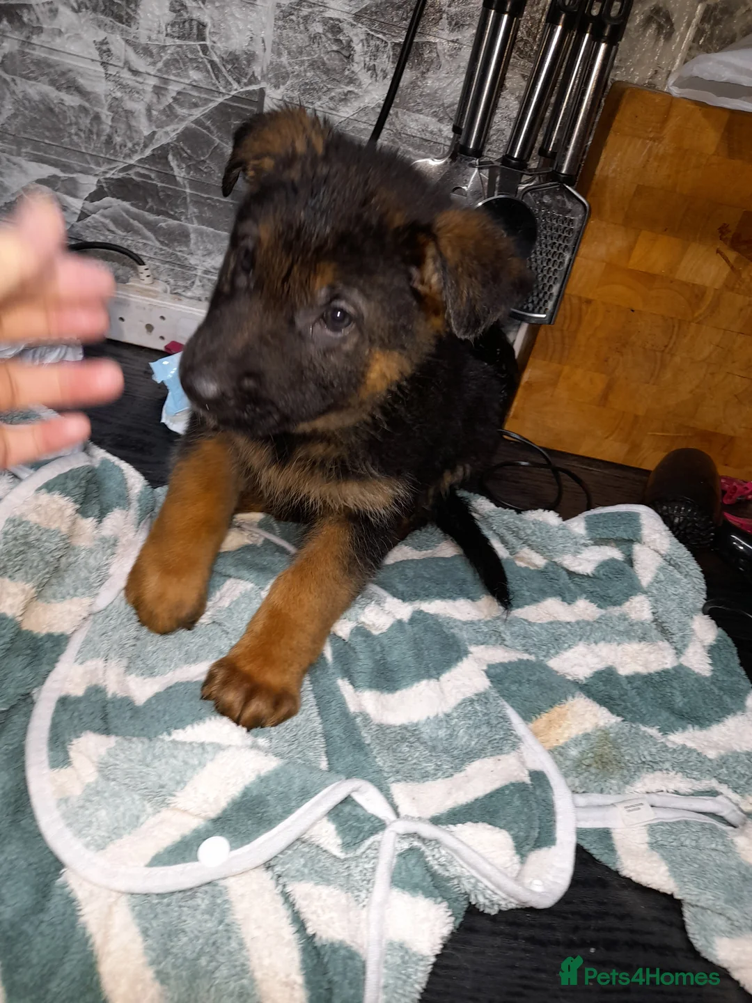 German Shepherd dogs for sale: German shepherd pups - Advert 12