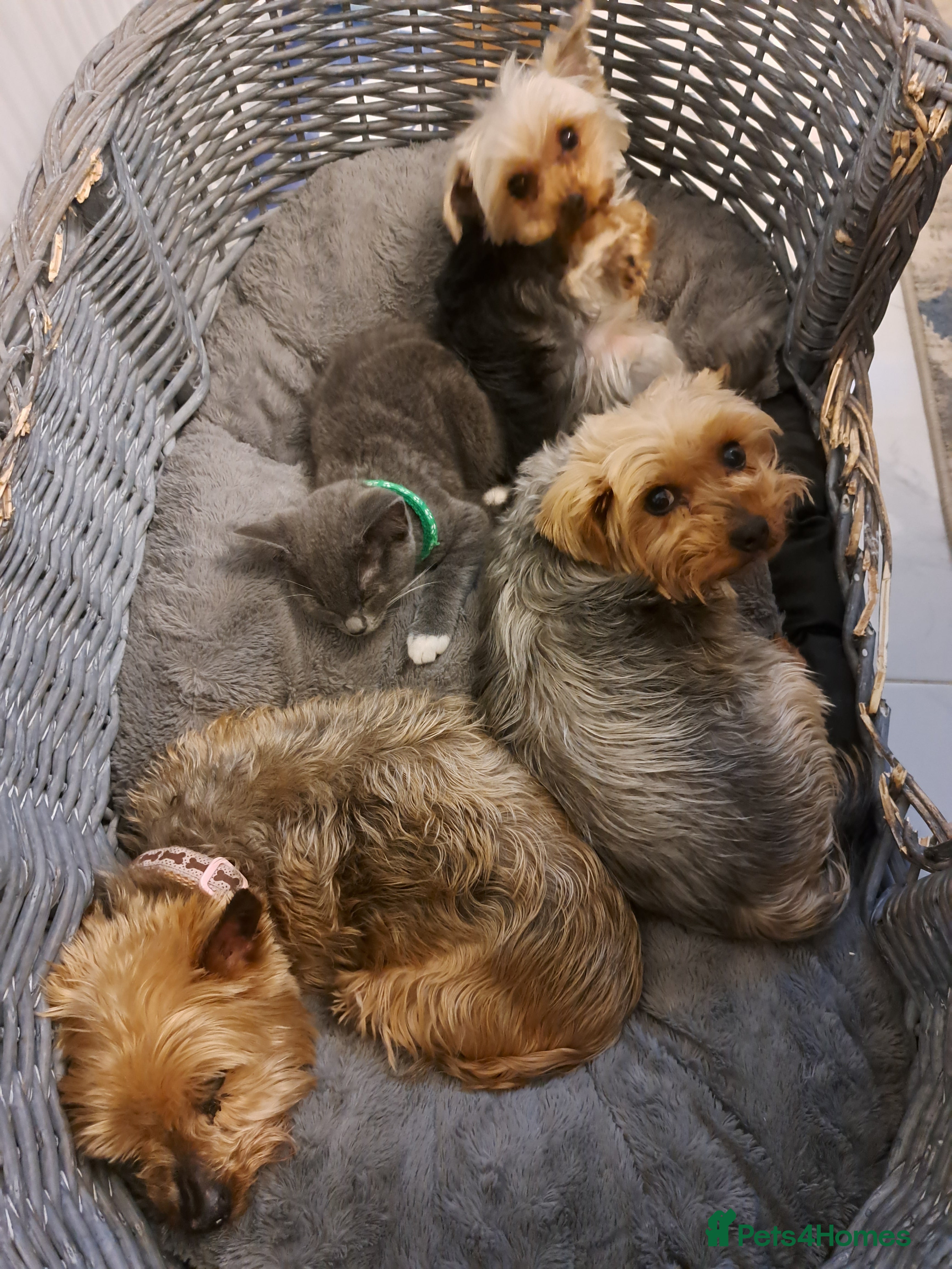 Yorkshire Terrier dogs Yorkshire Terrier boy for sale - Advert 5