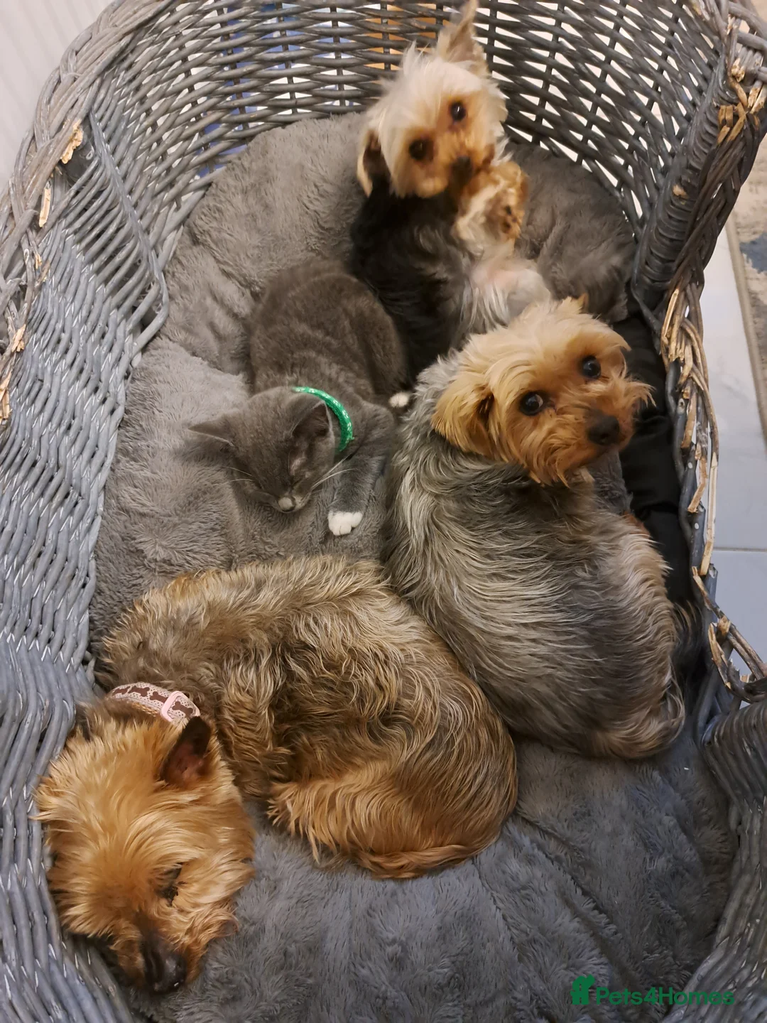 Yorkshire Terrier dogs for sale: Yorkshire Terrier boy for sale in Barking - Advert 2