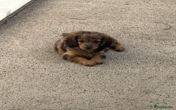 Mixed Breed dogs for sale: Gorgeous Daxipoo miniature dachshund cross poodle  - Image 2