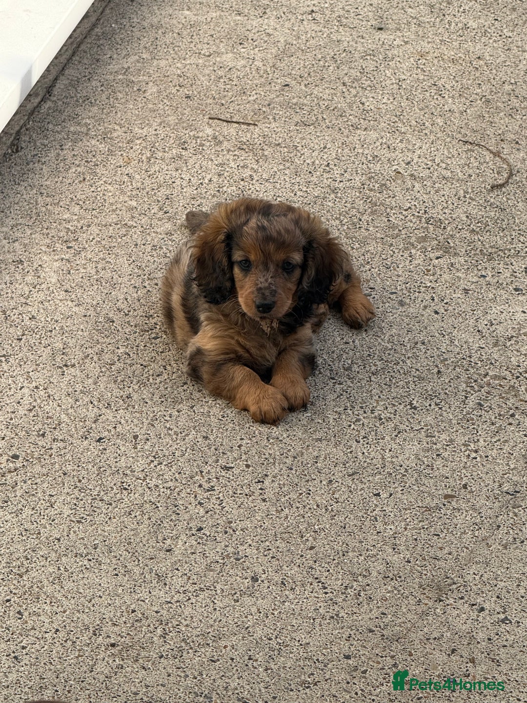 Mixed Breed dogs for sale: Gorgeous Daxipoo miniature dachshund cross poodle  - Image 2