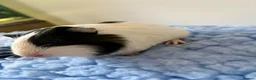 Guinea Pig rodents for sale: 2 Beautiful Male Guinea Pigs - Advert 5