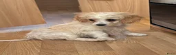 Cavapoo dogs for sale: F1b Cavapoo puppies! - Advert 10