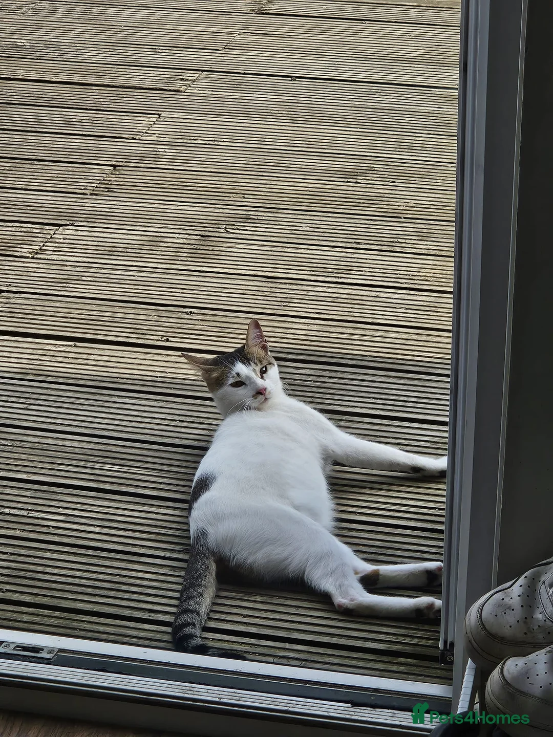 Mixed Breed cats for adoption: ANAKIN HAPPY FRIEND WITH DOG - NeuteredCuddly Calm - Advert 8