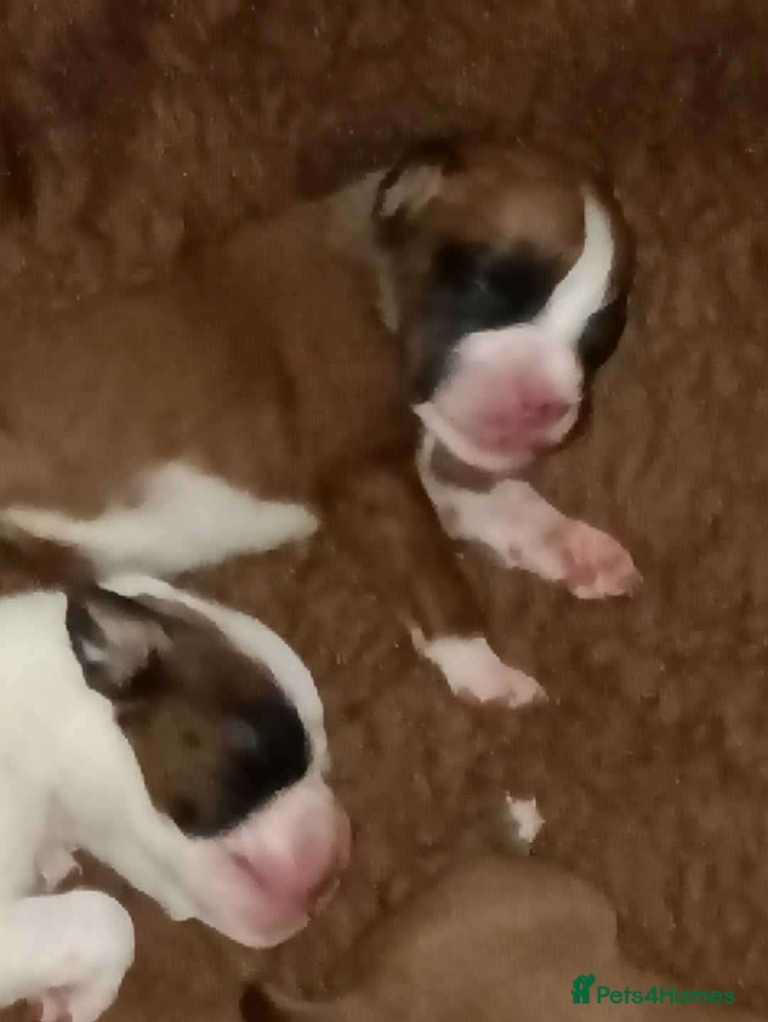 Boxer dogs for sale: Beautiful litter of six - Advert 6