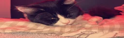 Mixed Breed cats for sale: cat for sale - Advert 4