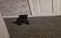Mixed Breed dogs for sale: Border collie cross kelpie - Image 4