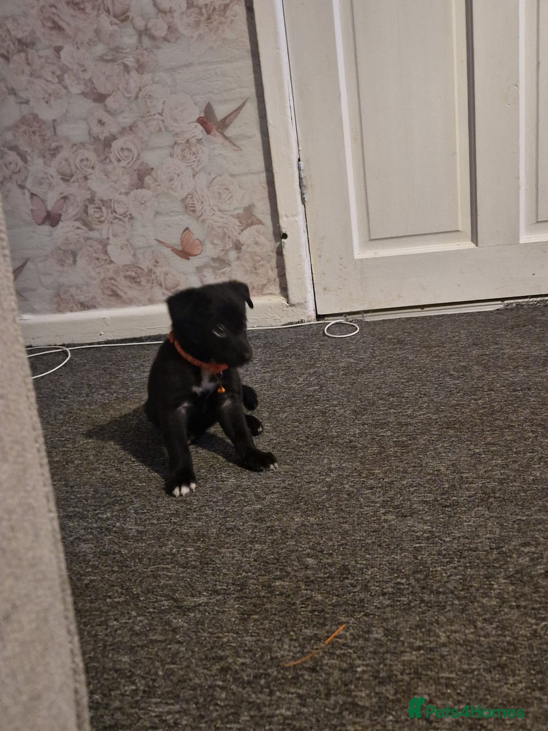Mixed Breed dogs for sale: Border collie cross kelpie - Image 4