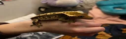 Gecko reptiles for sale: Crested Gecko- loving home wanted  in Norwich - Advert 8