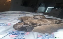 Staffordshire Bull Terrier dogs for sale: 2 blue male staff, 1 brindle girl staff  - Image 8