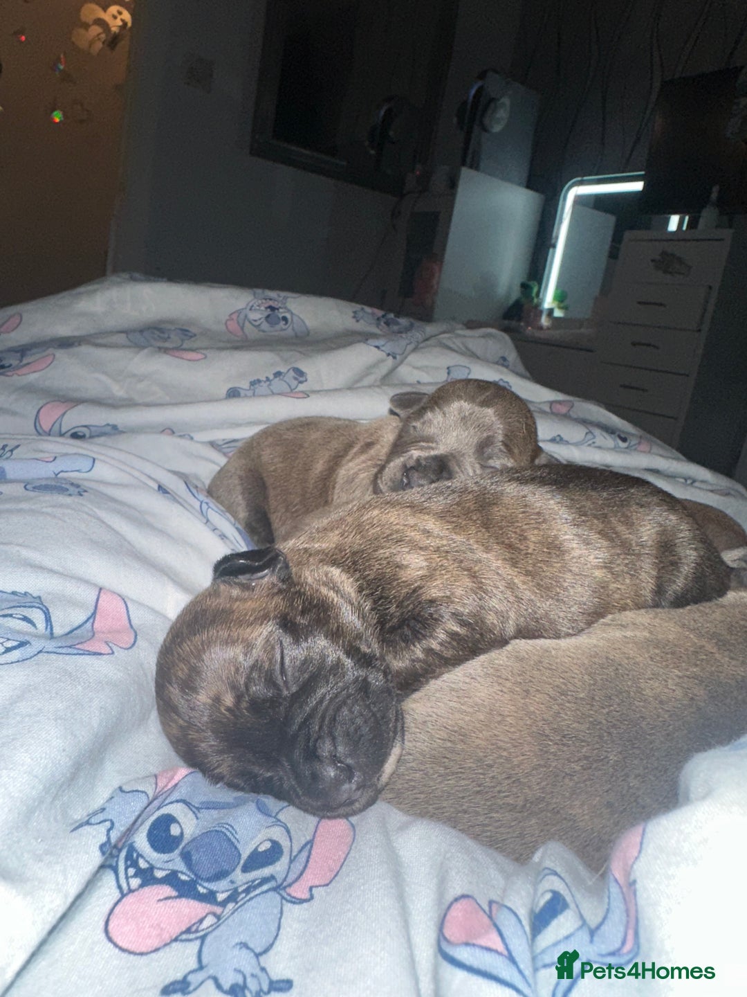 Staffordshire Bull Terrier dogs for sale: 2 blue male staff, 1 brindle girl staff  - Image 8