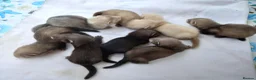 Ferret rodents for sale: Baby  ferrets for sale in Uckfield - Advert 1