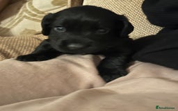 Cocker Spaniel dogs for sale: LAST LITTLE BOY  6 adorable Cocker Spaniel pups - Advert 25