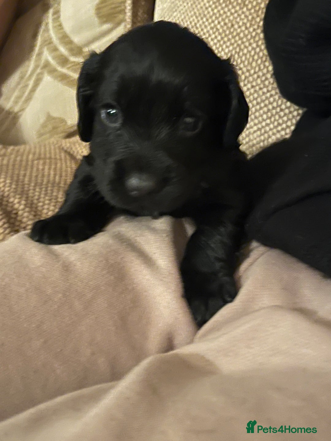 Cocker Spaniel dogs for sale: LAST LITTLE BOY  6 adorable Cocker Spaniel pups - Advert 25