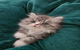 Persian cats for sale: Stuning Persian Girl - Image 6