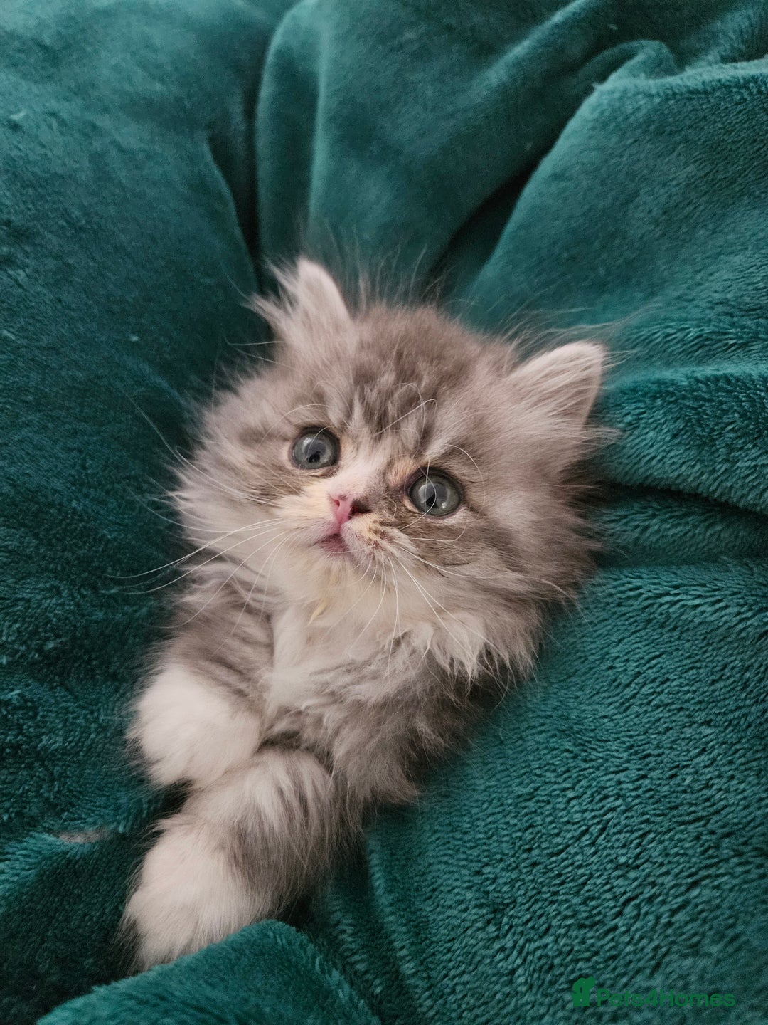 Persian cats for sale: Stuning Persian Girl - Image 6